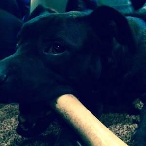 Meet your Posher, Riley